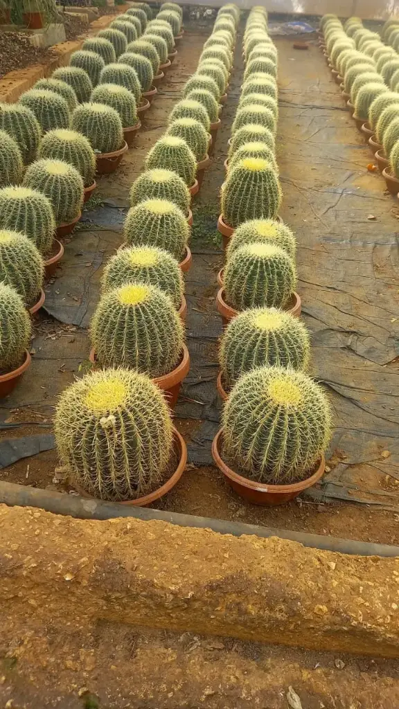 صبار